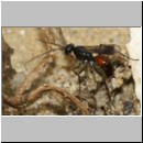 Priocnemis melanosoma - Wegwespe w05a 7mm OS-Hasbergen-Lehmhuegel-det.jpg